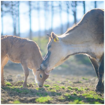 なかほら牧場のぷりん6個セット(カスタード/チョコ/ほうじ茶)【配送不可地域：離島】