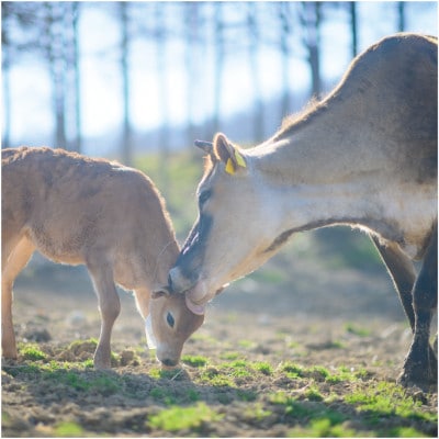 なかほら牧場のアイス6個セット(ミルク、抹茶、チョコレート)【配送不可地域：離島】