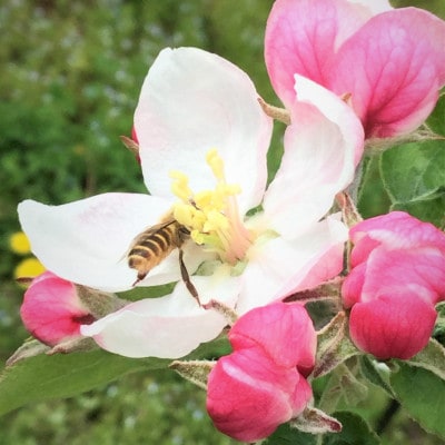 岩手県岩泉町産りんご(3キロ:約6個)希少品種!「大夢(おおゆめ)」岩手沿岸地域のみで育てる新品種　