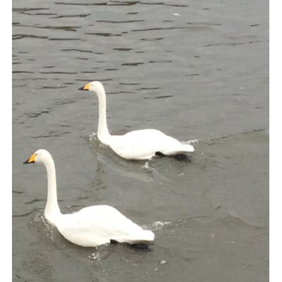 岩手県岩泉町産りんご 2品種食べくらべ!【サンふじ・おおゆめ】(1.5キロ:約4個)