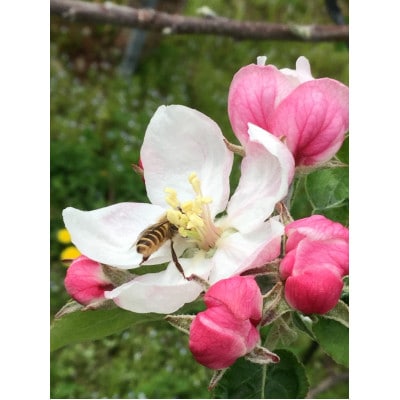 岩手県岩泉町産 りんご2品種(サンふじ・大夢)食べくらべ! 3キロ(約8個)