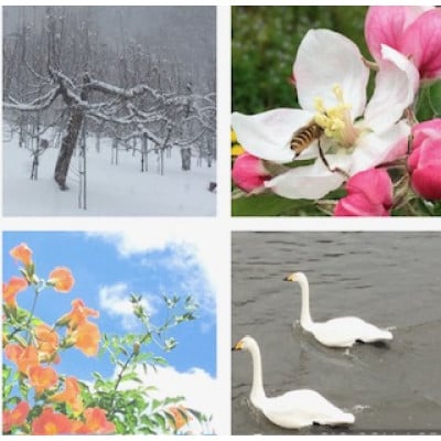 岩手県岩泉町産 りんご2品種(サンふじ・大夢)食べくらべ! 5キロ(約12個)