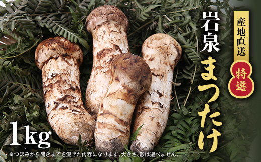 【2026秋発送】【特選】岩泉まつたけ 直送 1kg【配送不可地域：離島】
