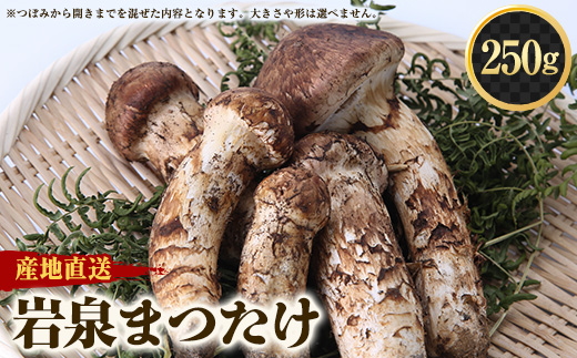 ≪産地直送≫　岩泉まつたけ 250g【配送不可地域：離島】