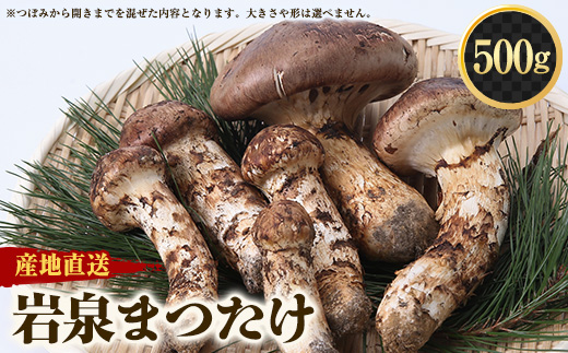 ≪産地直送≫　岩泉まつたけ  500g【配送不可地域：離島】