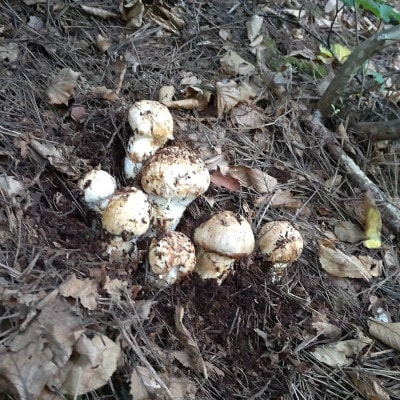 産地直送　岩手県岩泉町産まつたけ　お任せつぼみセット300g【配送不可地域：離島】