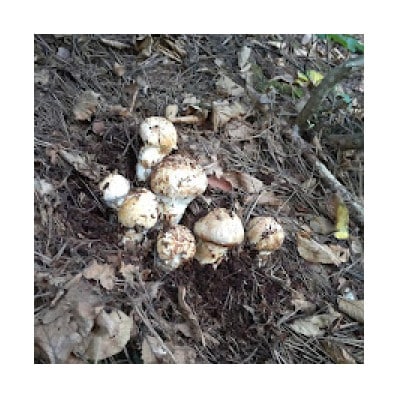 産地直送　岩手県岩泉町産まつたけ　お任せつぼみセット500g【配送不可地域：離島】