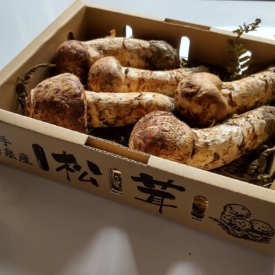 産地直送　岩手県岩泉町産まつたけ　お任せつぼみセット1kg【配送不可地域：離島】