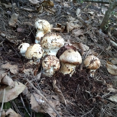 産地直送　岩手県岩泉町産まつたけ　ご家庭用不揃いセット300g【配送不可地域：離島】