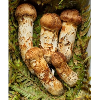 【2026年秋発送】岩手県岩泉産松茸　300g前後(250g～350g)(詰め合わせ)【配送不可地域：離島】