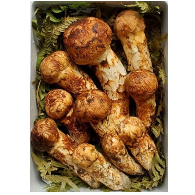 【2026年秋発送】岩手県岩泉産松茸　500g前後(450g～550g)(詰め合わせ)【配送不可地域：離島】