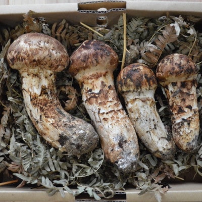 岩泉産朝採り松茸400g【配送不可地域：離島】