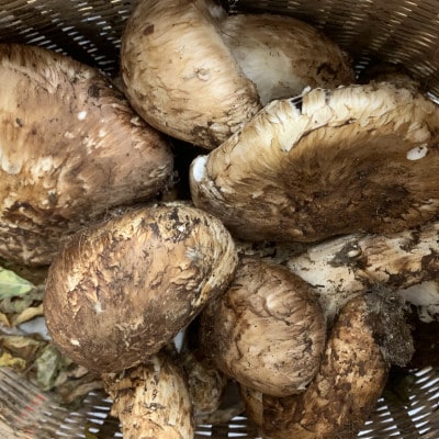 岩泉産・松茸開き、キズ自家用セット300g【配送不可地域：離島】