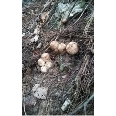 【2026秋発送】産地直送　岩手県岩泉町産　松茸　小・コロ 500g【配送不可地域：離島】