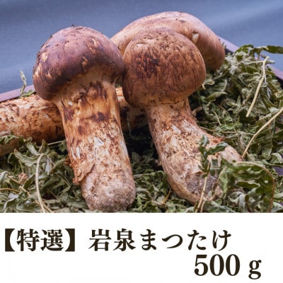 [特選]岩泉まつたけ 直送 500g[配送不可地域:離島]