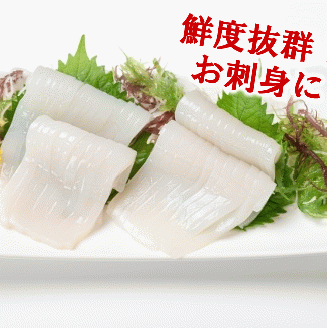 冷凍スルメイカ中 ４本～６本 （約１kg前後）