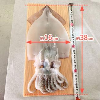 北三陸産 イカの一夜干し特大 1枚入り×５袋