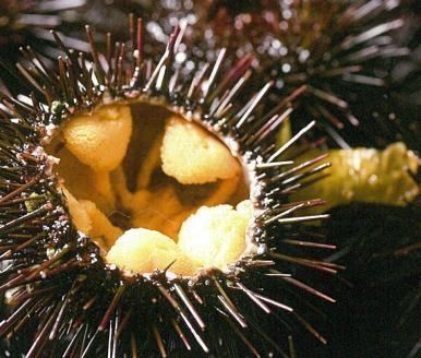 【期間限定】 北三陸産 天然生うに 180g×２本 牛乳瓶入り ミョウバン不使用 岩手県産 国産 三陸産 うに 塩水 うに瓶 雲丹