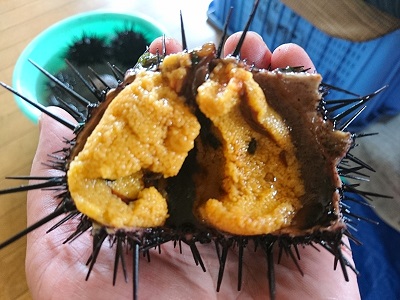 【漁師厳選】 普代産生うに180g 牛乳瓶入り ミョウバン不使用 塩水