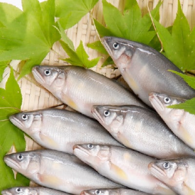 野田村産　清流安家川育ち美鮎　500g【配送不可地域：離島】