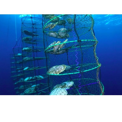 【数量限定～12/31まで受付!】岩手 野田村 荒海ホタテ 1kg(8～10枚入り)殻付き ヘラ付き【配送不可地域：離島・北海道・沖縄県・関東・信越、北陸・東海・近畿・中国・四国・九州】