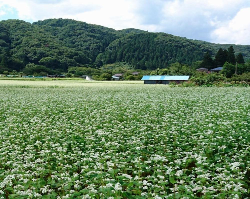 「秋保在来そば」乾麺（大）【Ｂセット】　【そば・蕎麦・あきう7割そば・乾麺・秋保在来】