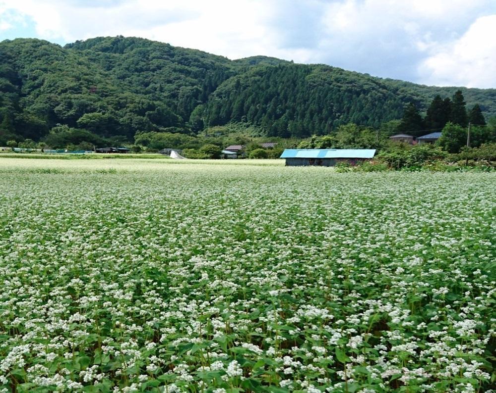 「秋保在来そば」乾麺（大）２箱とそば枕（大）セット【Ｃセット】　【そば・蕎麦・寝具・枕・乾麺・そば枕・セット・玄そば・秋保在来・そば殻・100％・手作り】
