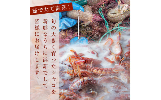 季節限定 宮城県産 浜茹で シャコエビ 500g（オスメス混合）