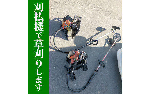 空き地の草刈り代行（10坪単位）