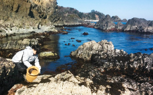 石巻 十三浜マルナカ遠藤水産の海藻たっぷりセット