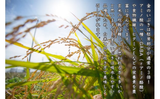 令和7年産 玄米 宮城県産 ヨシ腐葉土米 金のいぶき 2.7kg(900g
