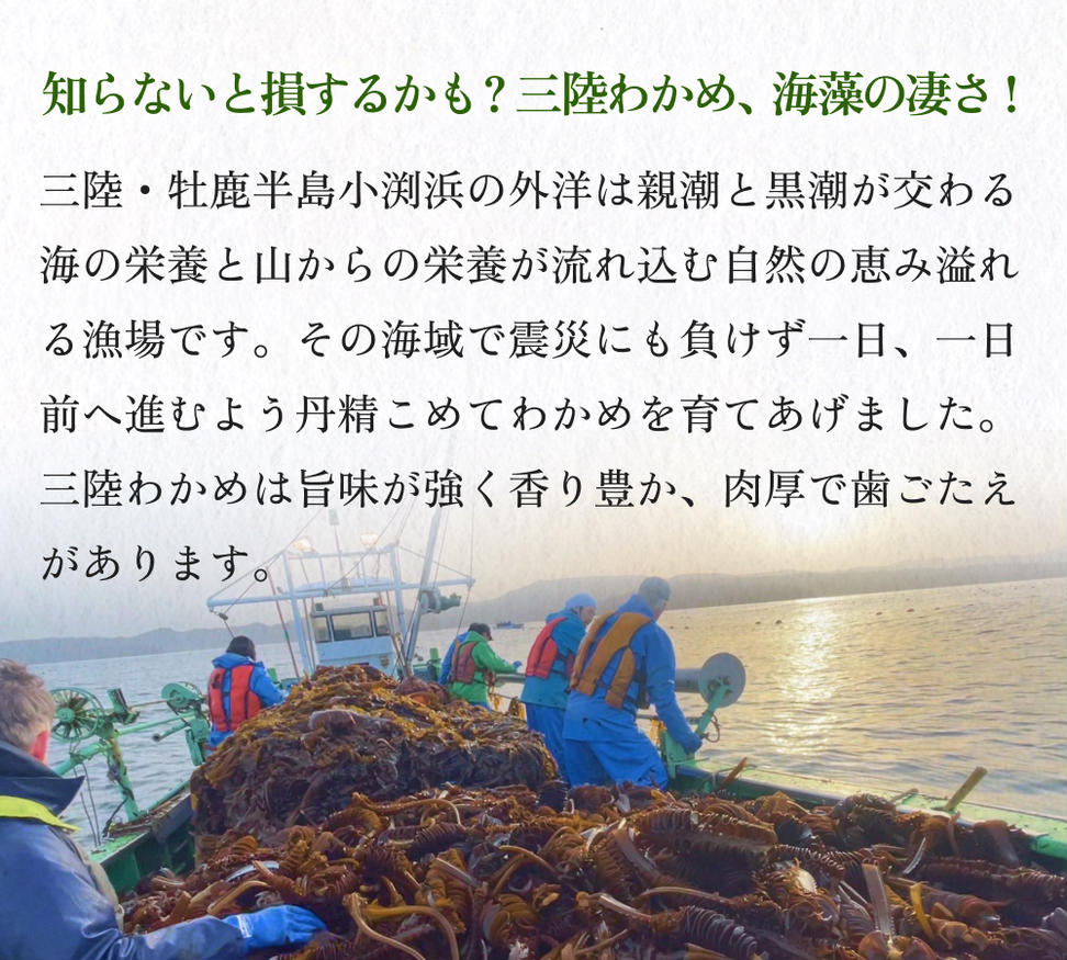世界三大漁場の恩恵をうけて育った塩蔵わかめ わかめ 三陸