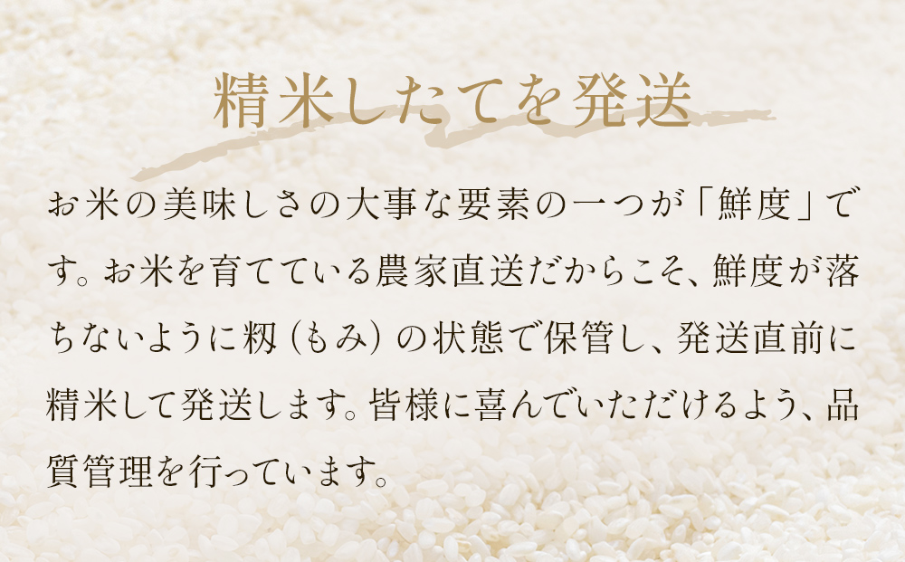 〈 先行予約 〉米 令和7年産 ひとめぼれ 精米 5kg 単品 こめ 