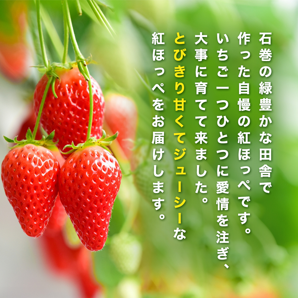 《数量限定》 ジューシー 紅ほっぺ 1kg （ 250g × 4） 苺 いち
