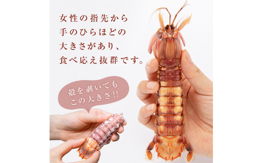 季節限定 宮城県産 浜茹で シャコエビ 500g（オスメス混合）