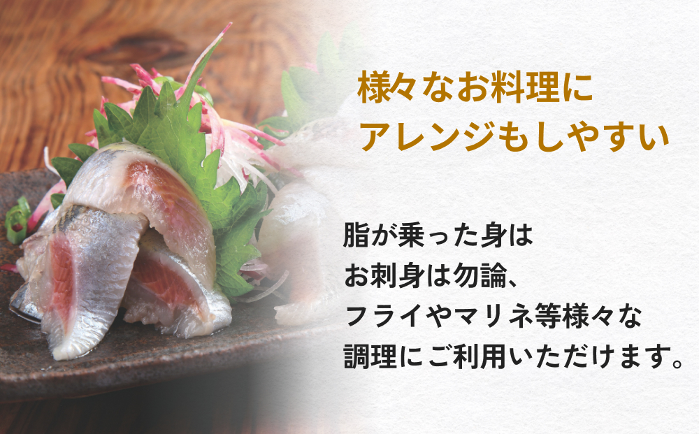 大とろ金華いわしフィーレ 500g 金華いわし 鰯 いわし イワ