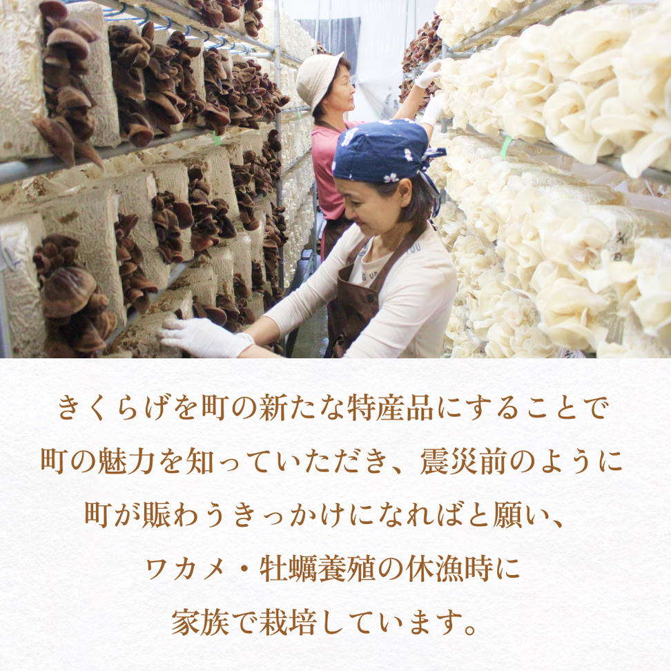 漁師がつくる金華きくらげ（乾燥）セット