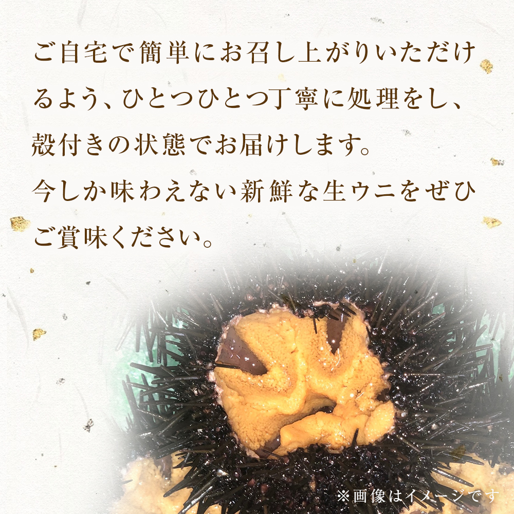 宮城県産 殻付き お造り生ウニ 8個 生ウニ 生雲丹 うに ウニ