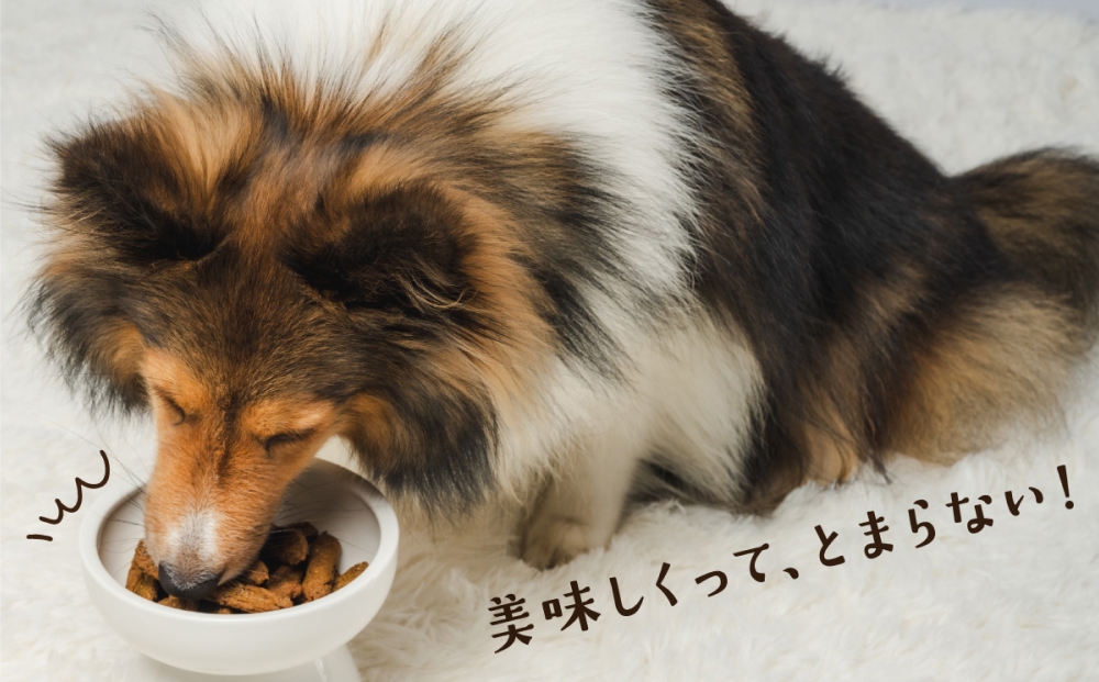 ワンちゃんのおやつ お試し セット ドッグフード 犬 おやつ