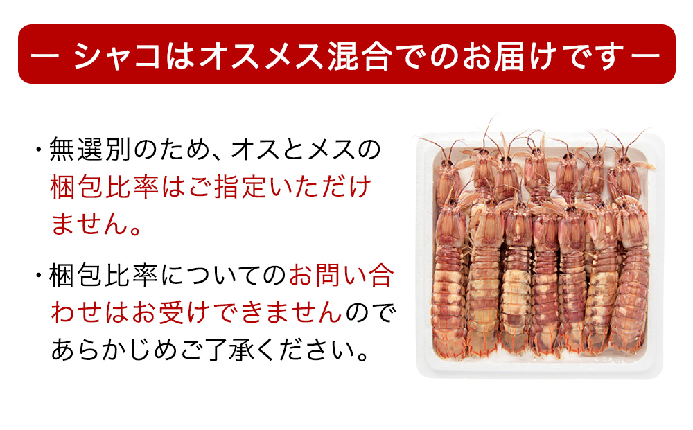 季節限定 宮城県産 浜茹で シャコエビ 500g（オスメス混合）