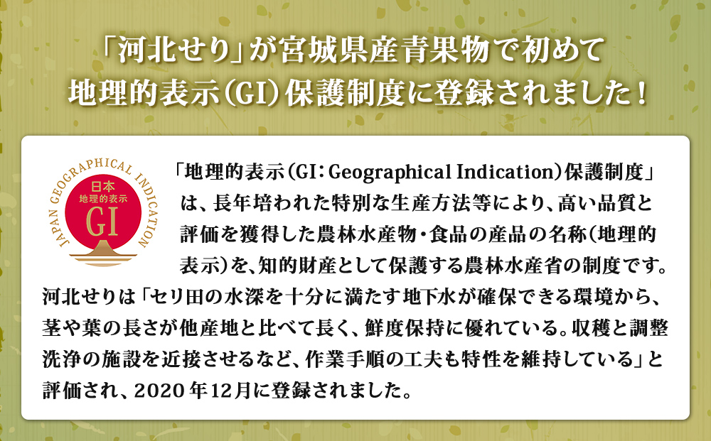 【1月9日発送】せり鍋 セット 4-5人前 せり 長ねぎ パックご