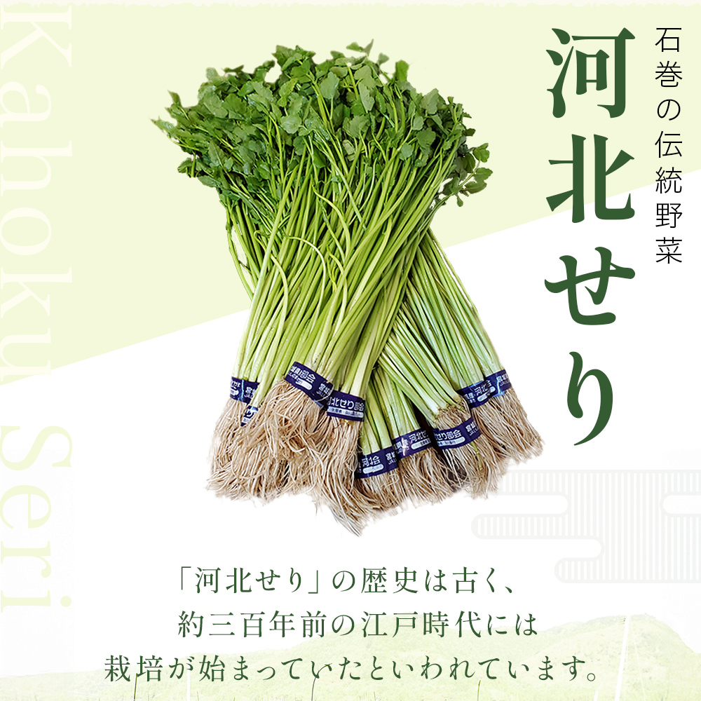 ＜11月配送＞ せり鍋セット せり5束 3-4人前 河北せり 鍋 せ