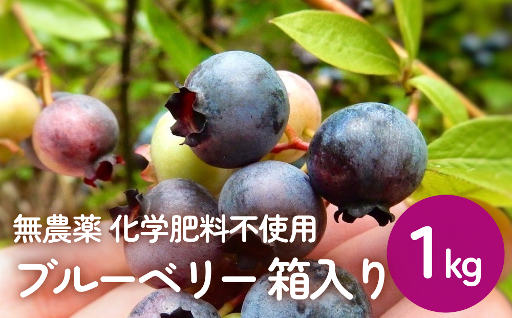 ＜ 先行予約 ＞ ブルーベリー ( 1kg ) 箱入り 生 無農薬 化学