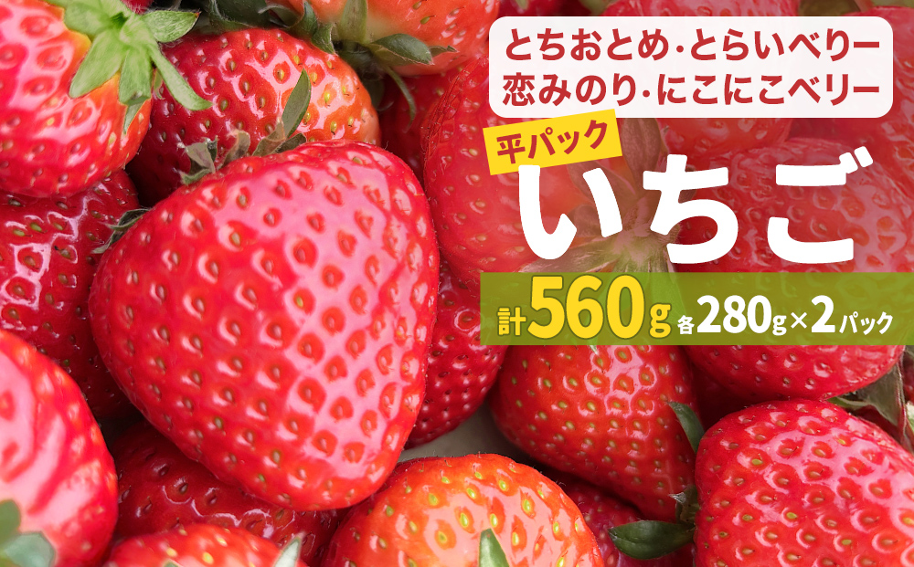 【2026年1月中旬発送開始】 いちご とちおとめ 恋みのり に