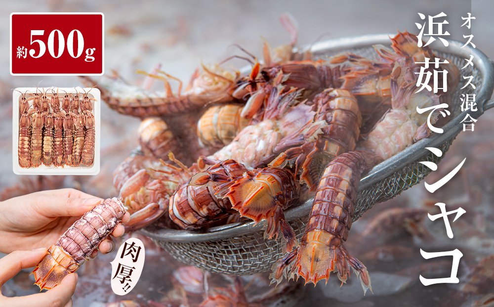 季節限定 宮城県産 浜茹で シャコエビ 500g（オスメス混合）