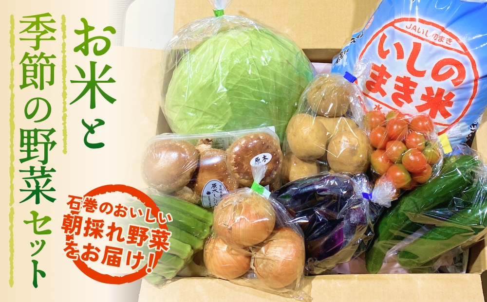 石巻産 お米と季節の野菜セット 朝採れ 旬の野菜 季節の野