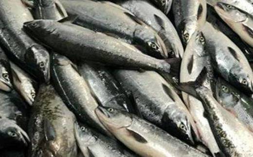 筵巻き山漬け　紅鮭１尾姿切身　技―ＬＬサイズ　【04203-0030】