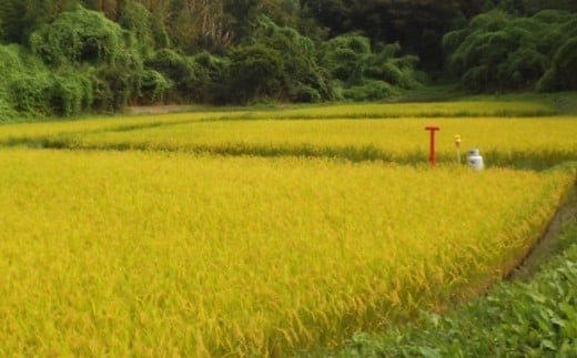 ［浦戸　寒風沢島］幻の寒風沢米（ササニシキ玄米１０ｋｇ）　【04203-0201】
