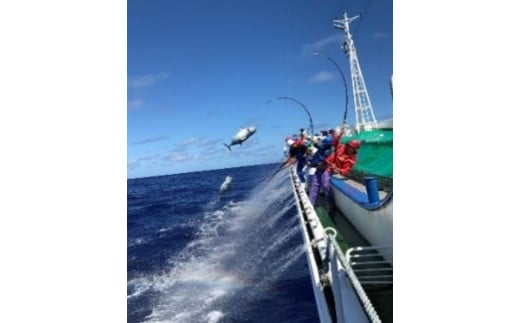 わら焼鰹たたき 3000g | at00002-3kg | 鰹 赤身 魚 刺身 お刺身 海鮮 冷凍 藁焼き たたき 明豊 宮城県 塩竃市