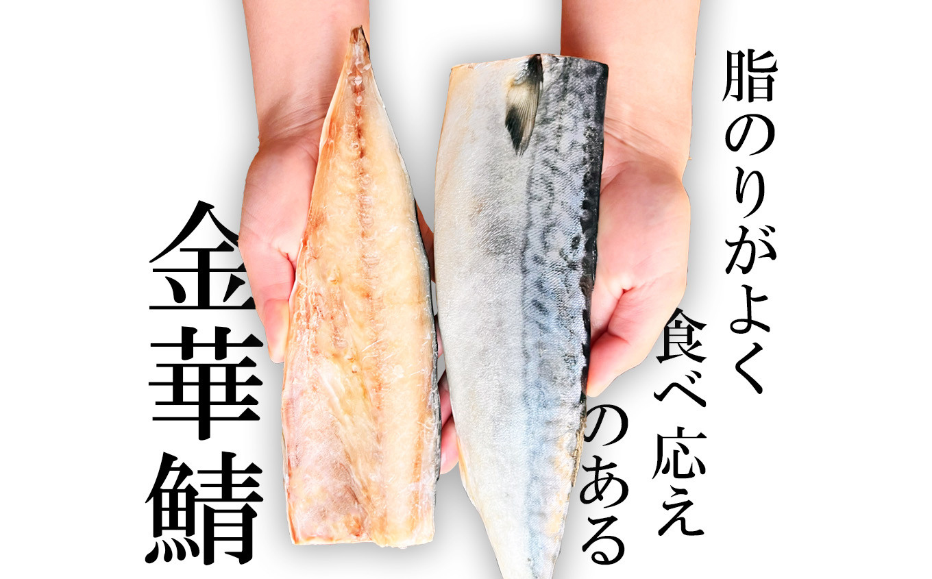 三陸産 金華さば 半身フィレ 16枚(2.2kg) 無塩 冷凍 バラ凍結 ブランド 国産 宮城県産 金華山沖 三陸沖 金華さば さば 鯖 サバ 魚介 大容量 焼き魚 煮魚 味噌煮 お弁当 おかず おつまみ 宮城県 塩竈市 三波食品